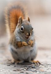 Naklejka na ściany i meble Cute squirrel with mouth open