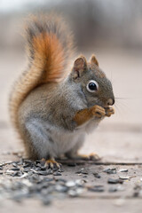 Naklejka na ściany i meble Cute squirrel eating seeds