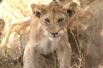 African Lion Cub in Serengeti