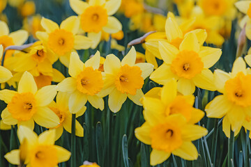 Fresh yellow daffodils close-up