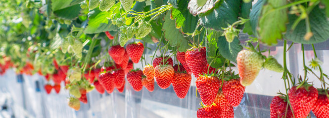 Strawberry farm and fruitful strawberries. イチゴ農園と実ったイチゴ	
                        