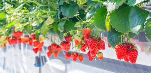 Strawberry farm and fruitful strawberries. イチゴ農園と実ったイチゴ	
