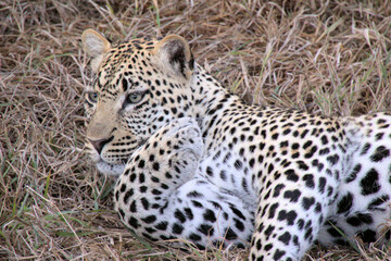 Fototapeta na wymiar African Leopard in the Serengeti