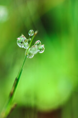  drops on plants. Beautiful herbal background.Water drops on the stalks of the field grass.plant texture in green natural tones.field after the rain. Spring nature.Silhouettes of plants.