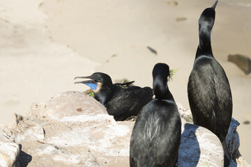 cormorant on a rock