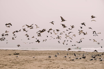 Flock of seagulls near the ocean
