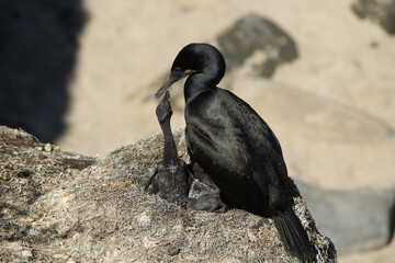 cormorant mom