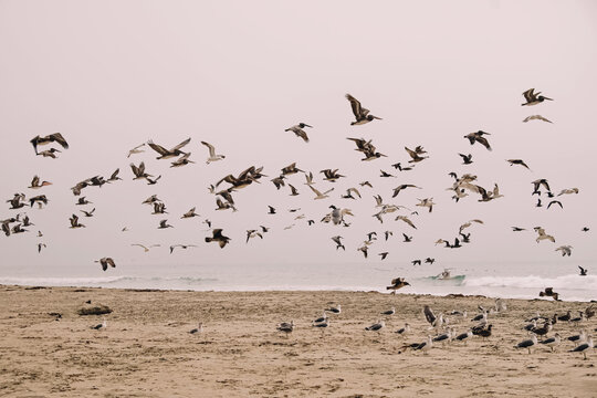 Flock of seagulls near the ocean © Diana Vyshniakova