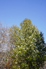 tree in the forest