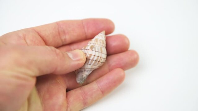 Macro closeup of banded tulip seashell shell cinctura hunteria found Marco island of Southwest Florida isolated against white background kitchen studio shot