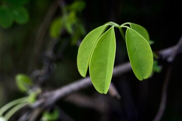 green leaves on a branch (with room for text) spring concept 