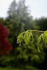 closeup of green leaves in the sun (with room for text) spring concept