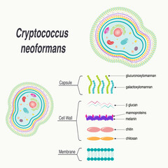Cryptococcus neoformans Diagram - obrazy, fototapety, plakaty
