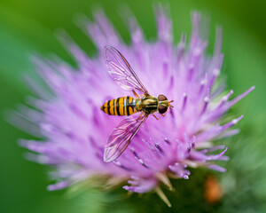 Hover Fly sitting on a flower