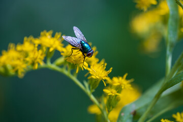 Blue bottle fly