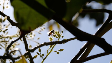 Sunlit bee collecting pollen