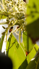 Bee lit up by sunlight in a bunch of buds. 