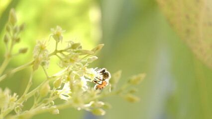 Sunlit bee on a leaf of a tree