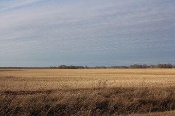 Obraz premium agro-industrial field with wheat in autumn field in Siberia with grain