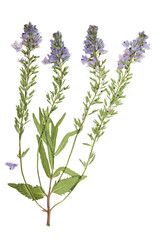 Pressed and dried flowers veronica spicata. Isolated on white background. For use in scrapbooking, floristry or herbarium.