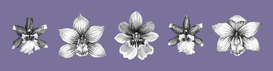 Set of isolated pencil drawing elements. Orchid flowers. The print is used for packaging design, fabric.