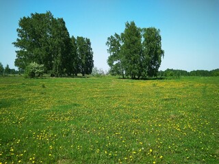 a field with yellow flowers in the grass dandelions in summer in a clearing in the forest landscape in Siberia