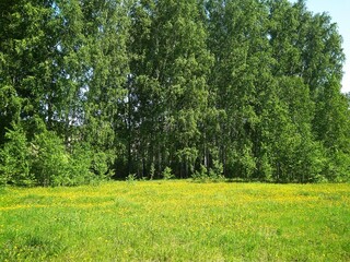 a field with yellow flowers in the grass dandelions in summer in a clearing in the forest landscape in Siberia