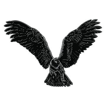 eagle illustration isolated on white background