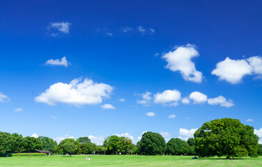Fototapeta premium 青空と緑の公園