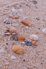 shells on the sand