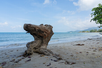 An old tree stump sticks out of the sand on the beach.