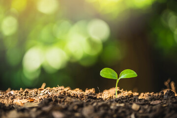 Young plants grown in a sunny garden. Seedling are growing in the soil and light of the sun. young plant growing in garden with sunlight. Planting trees to reduce global warming.