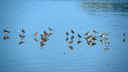 Flock of Semipalmated plovers (Charadrius semipalmatus) on the beach in Canoa, Ecuador