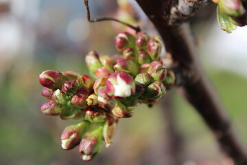 Branch with cherry flower buds in spring