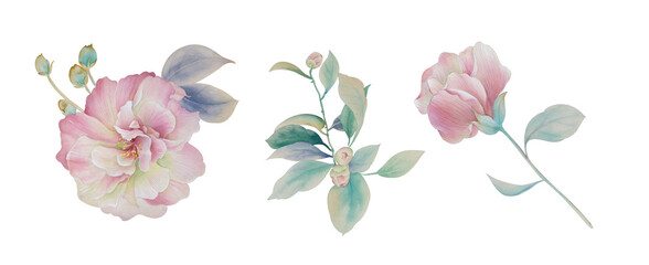 Watercolor peony illustration