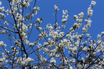 Branch with blossoming cherry flowers in spring