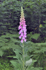 キツネノテブクロ（北海道・知床）
