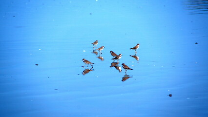 Flock of Semipalmated plovers (Charadrius semipalmatus) on the beach in Canoa, Ecuador