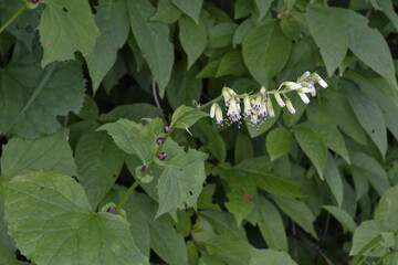 コモチミミコウモリ（北海道・大雪山）
