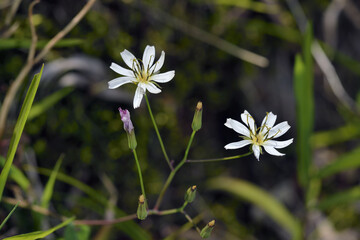 シロバナニガナ（北海道・大雪山）

