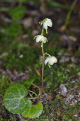 ジンヨウイチヤクソウ（北海道・知床）
