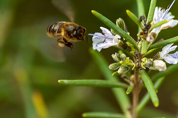 Abeja en flor de Romero