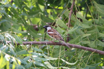 Little house sparrow siting on the green tree branch