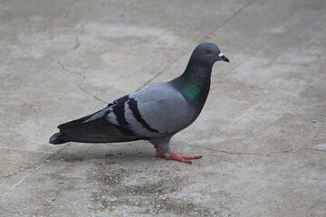 grey color pigeon on the ground