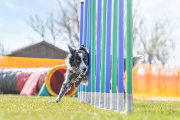 Portrait of a border collie dog mastering agility obstacles