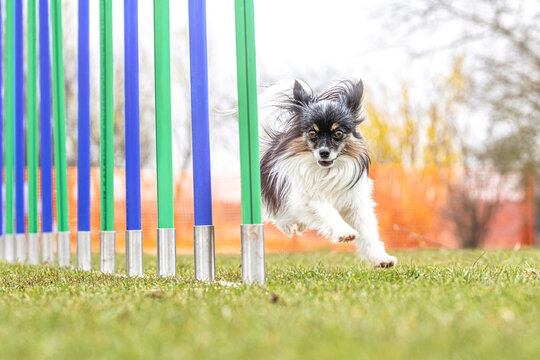 Agility training with small dogs: A cute Papillon dog mastering obstacles at a parcour