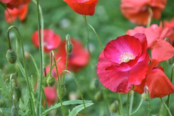 red poppy flowers in field