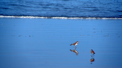 Semipalmated plovers (Charadrius semipalmatus) on the beach in Canoa, Ecuador