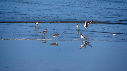 Flock of Semipalmated plovers (Charadrius semipalmatus) on the beach in Canoa, Ecuador
