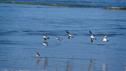 Flock of Semipalmated plovers (Charadrius semipalmatus) on the beach in Canoa, Ecuador